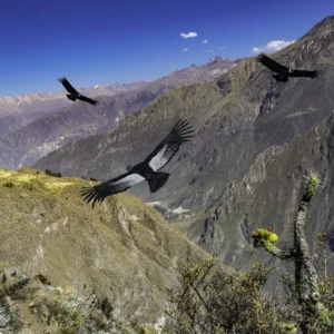 hoteles-canon-del-colca